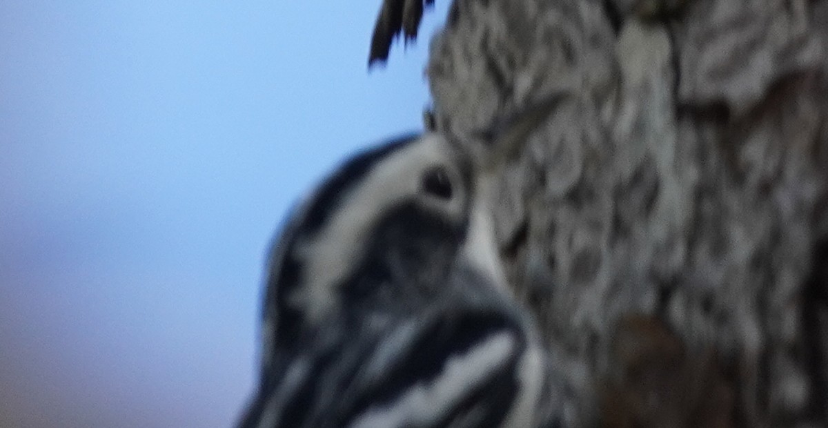 Black-and-white Warbler - ML501662801