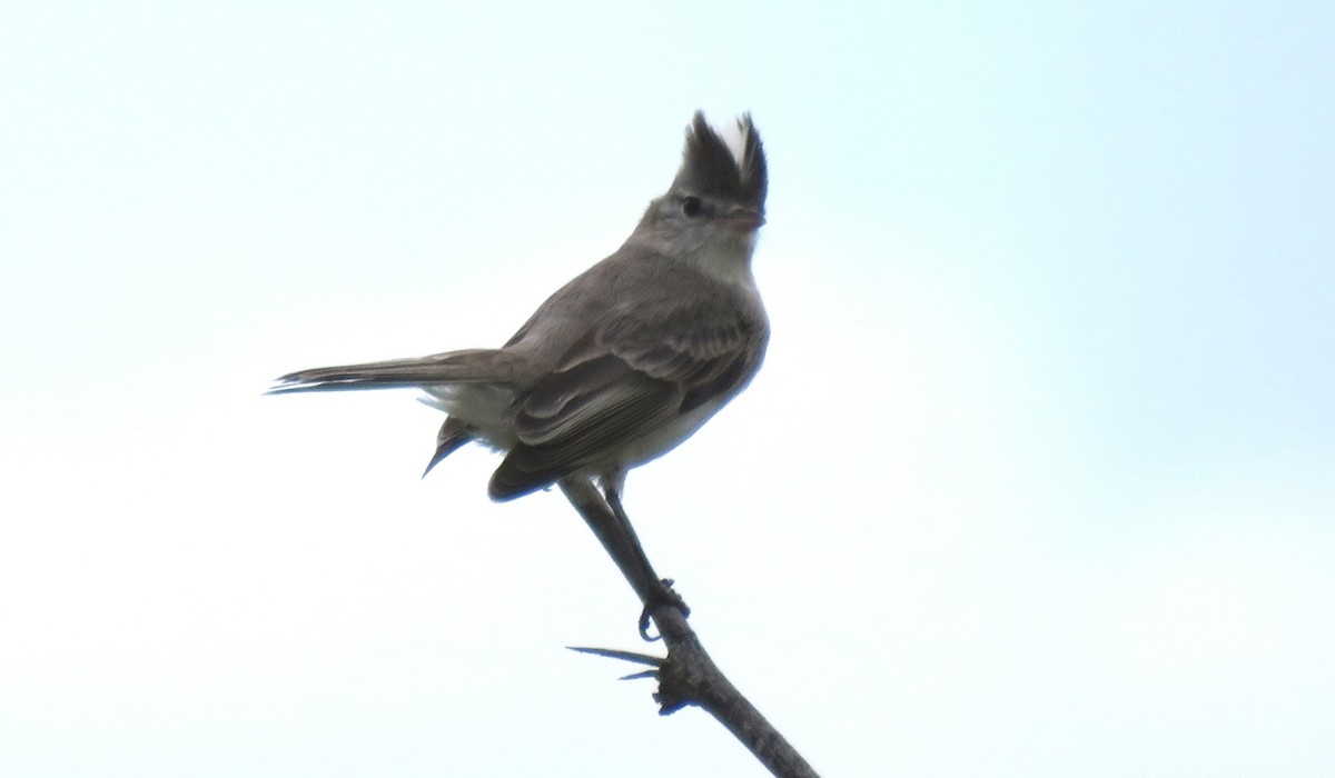 Gray-and-white Tyrannulet - Fernando Angulo - CORBIDI