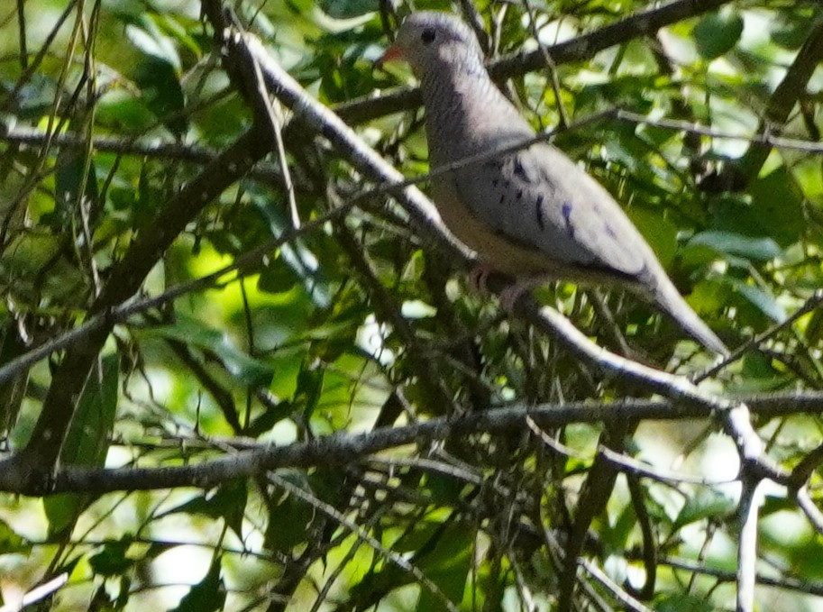 Common Ground Dove - ML501664061