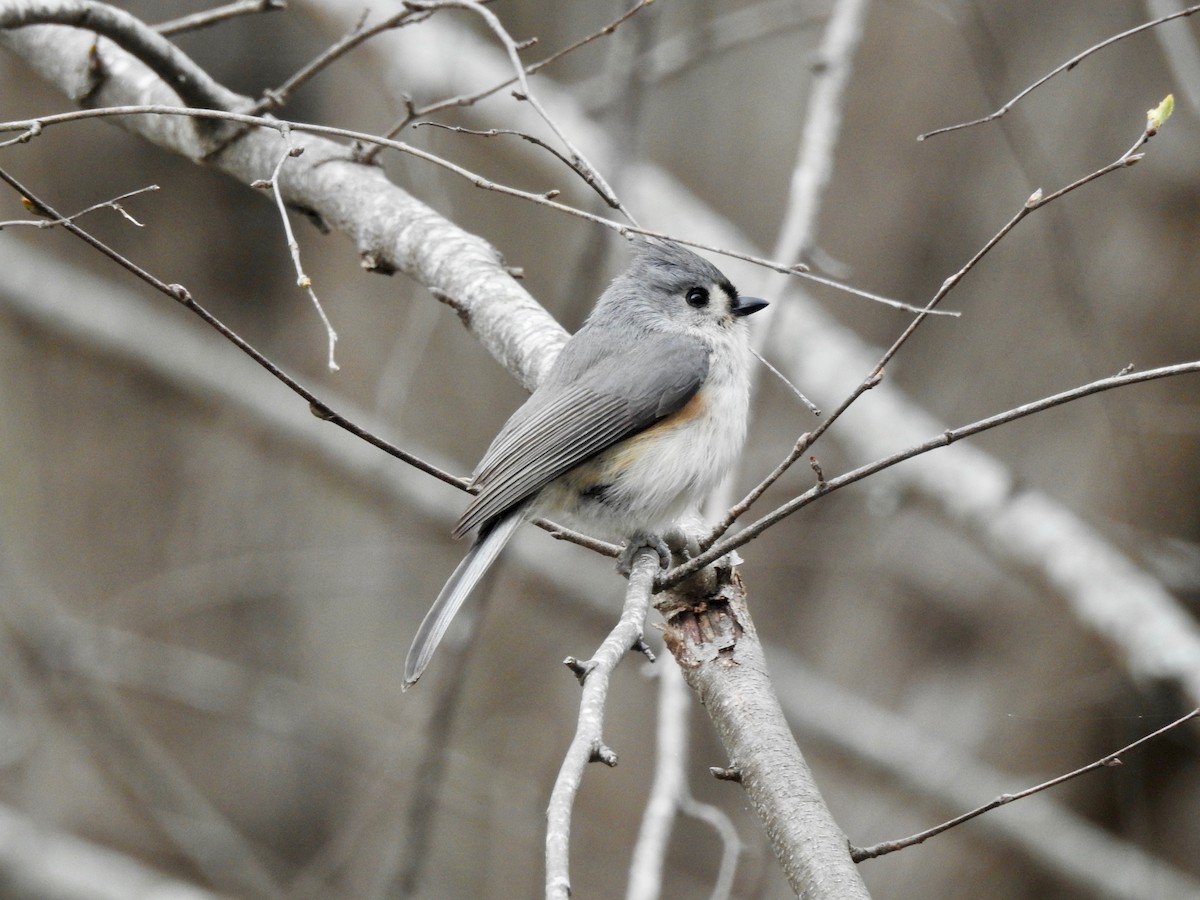 Tufted Titmouse - ML50166421