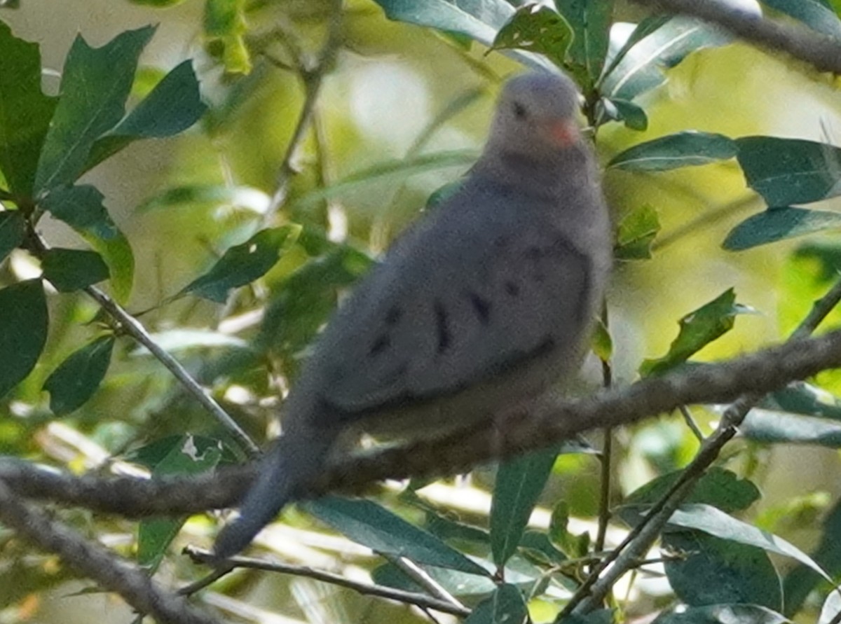 Common Ground Dove - ML501664301