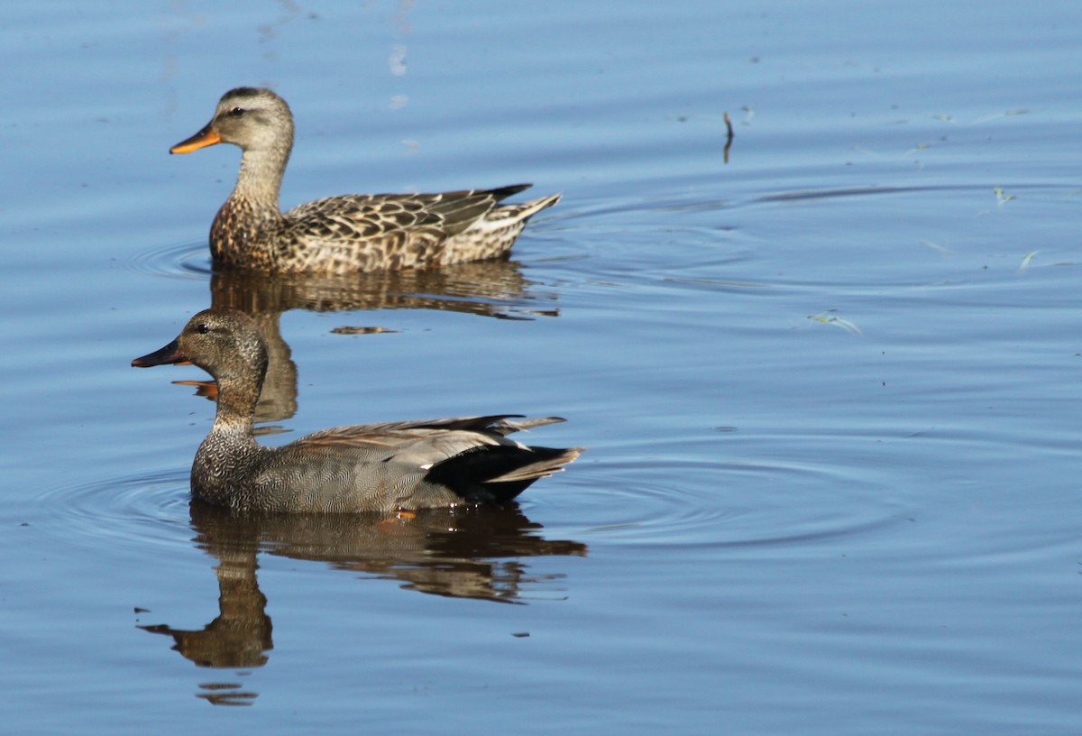 Gadwall - ML501666051