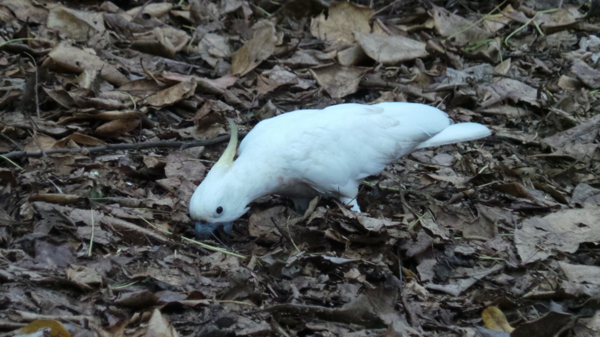 Sulphur-crested Cockatoo - Juana Sava Fernández