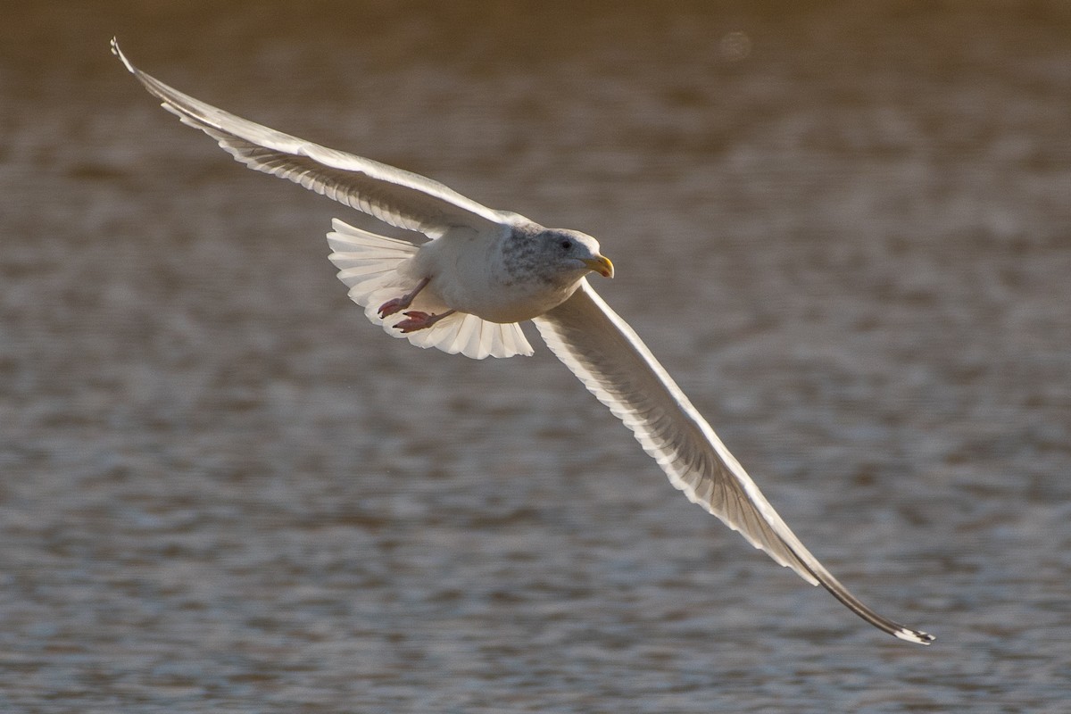 Iceland Gull (Thayer's) - ML50166751