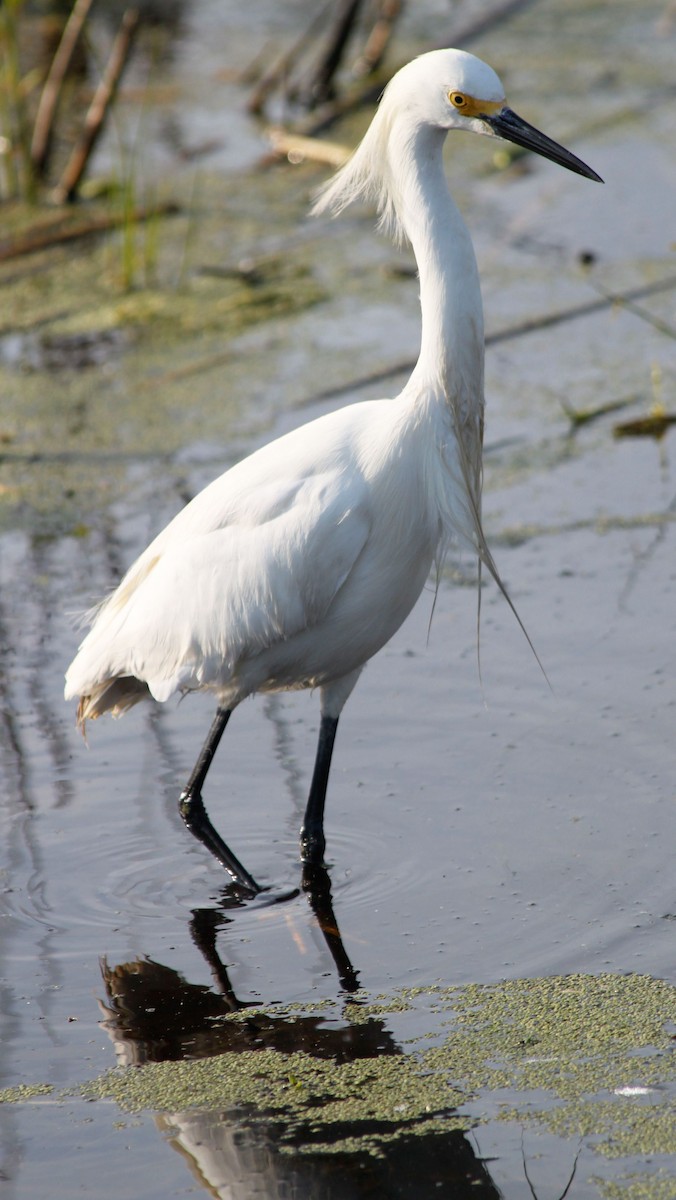 Snowy Egret - Allan Spradling