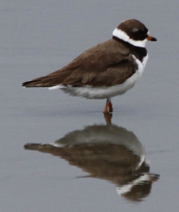 Semipalmated Plover - ML501668971