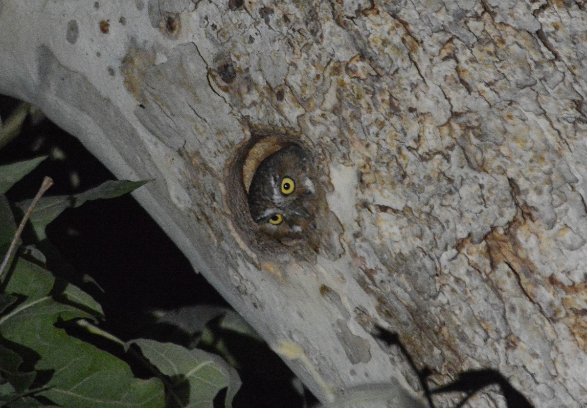 Elf Owl - Joshua Little