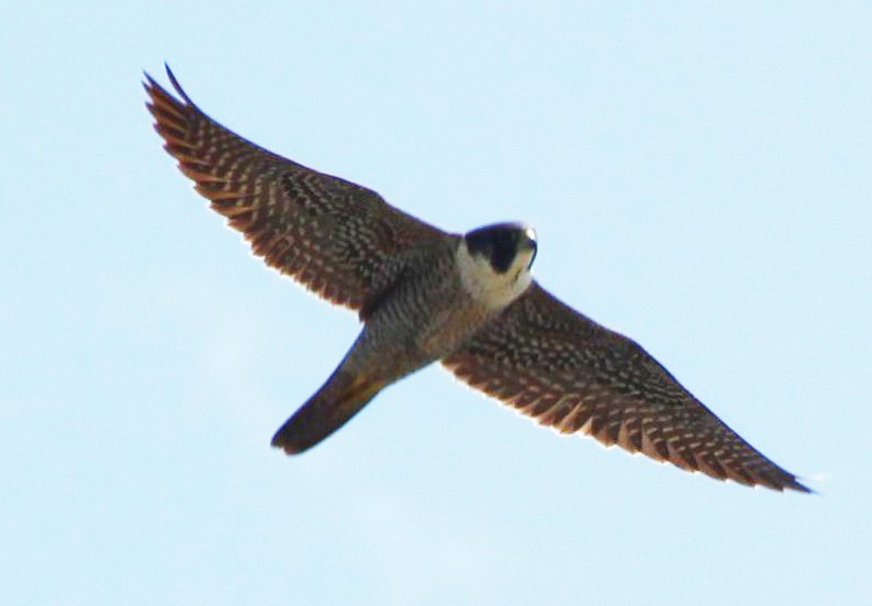 Peregrine Falcon - ML501672271