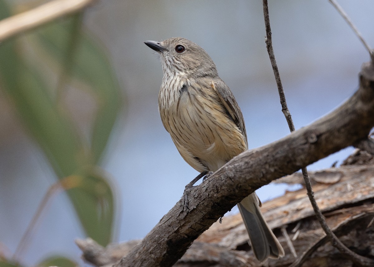 Rufous Whistler - ML501672491