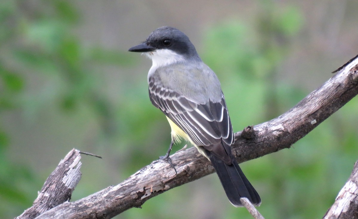 Snowy-throated Kingbird - Fernando Angulo - CORBIDI