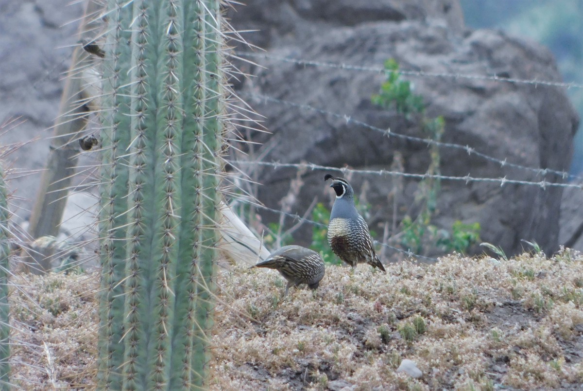 California Quail - ML501673491