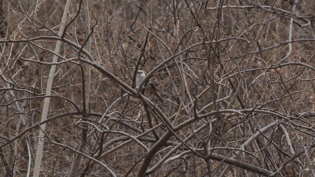 White-headed Brushfinch - ML501674361