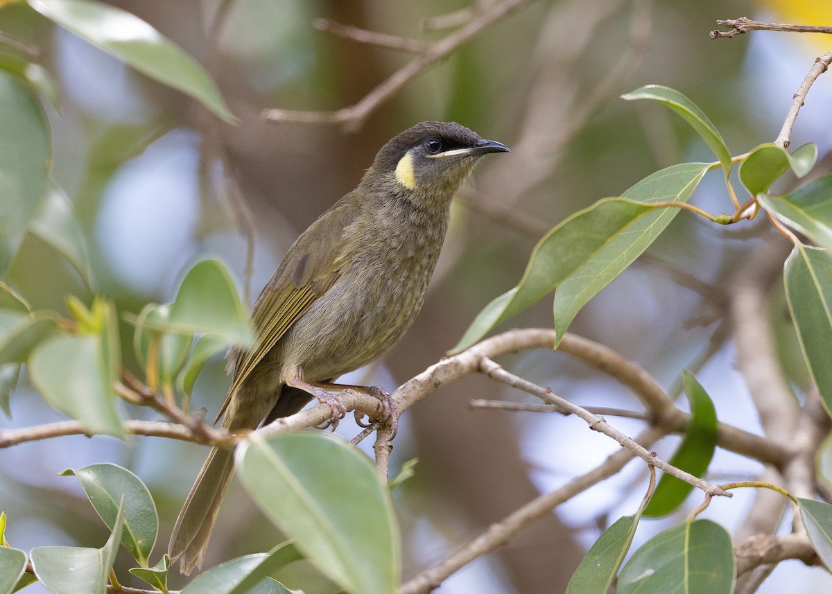 Lewin's Honeyeater - ML501674491