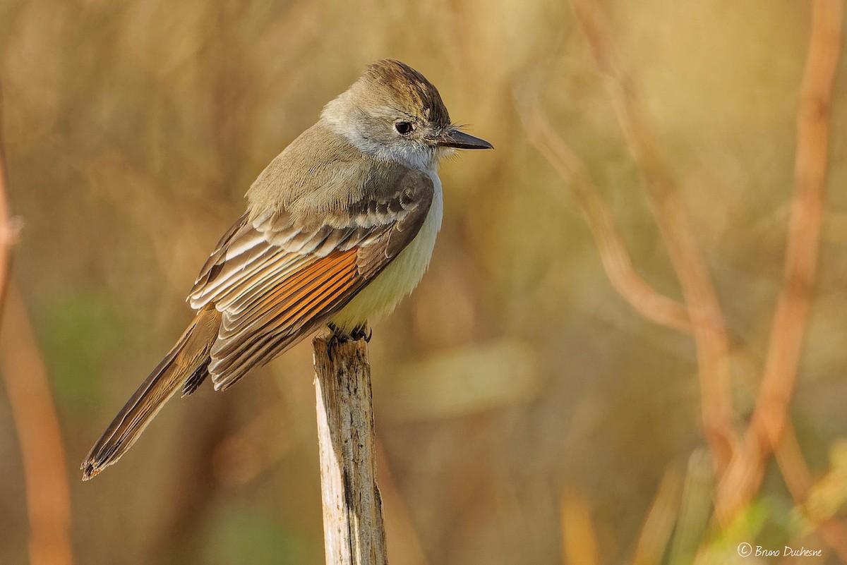 Ash-throated Flycatcher - ML501674961