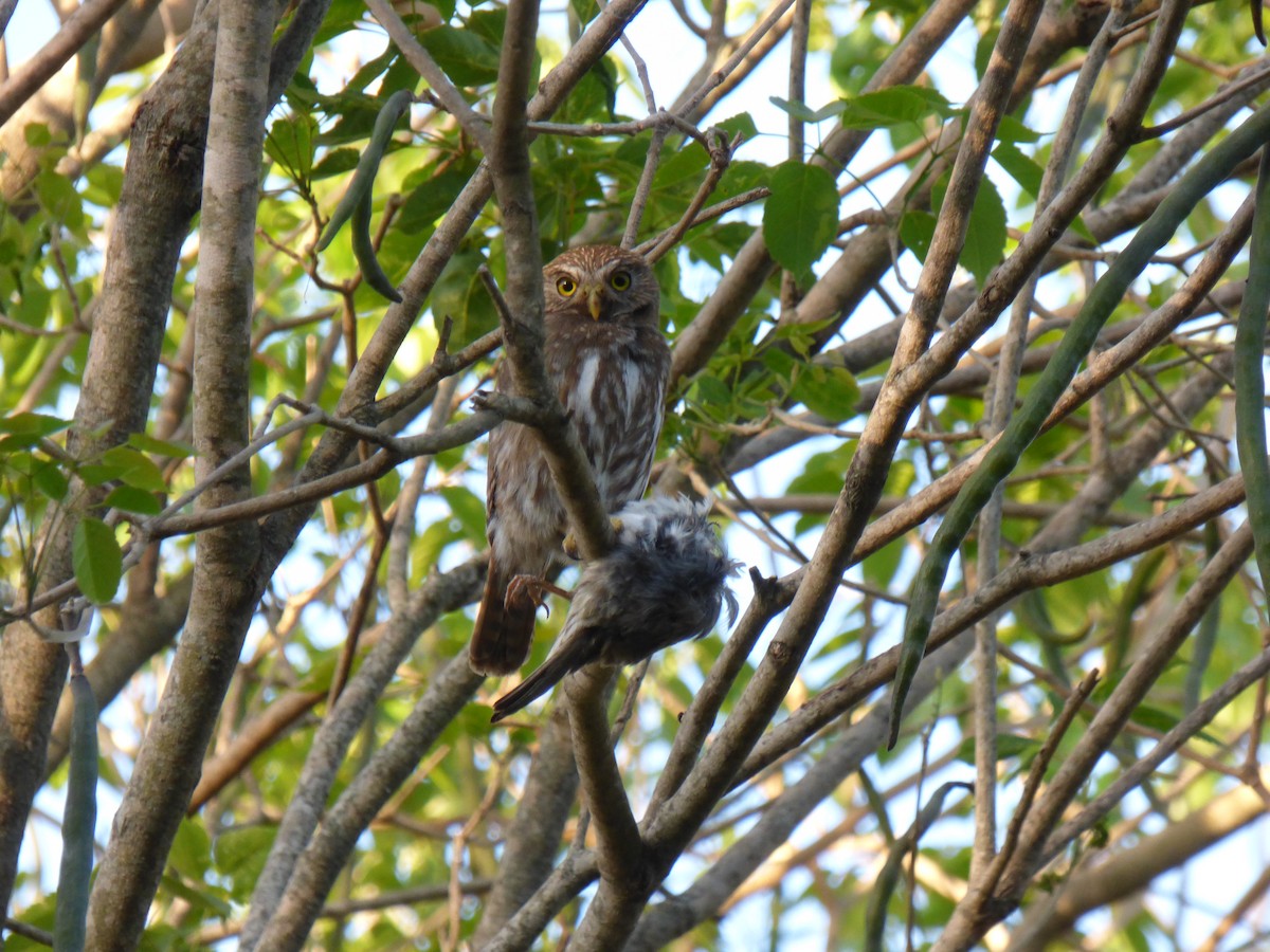 Ferruginous Pygmy-Owl - ML501675241