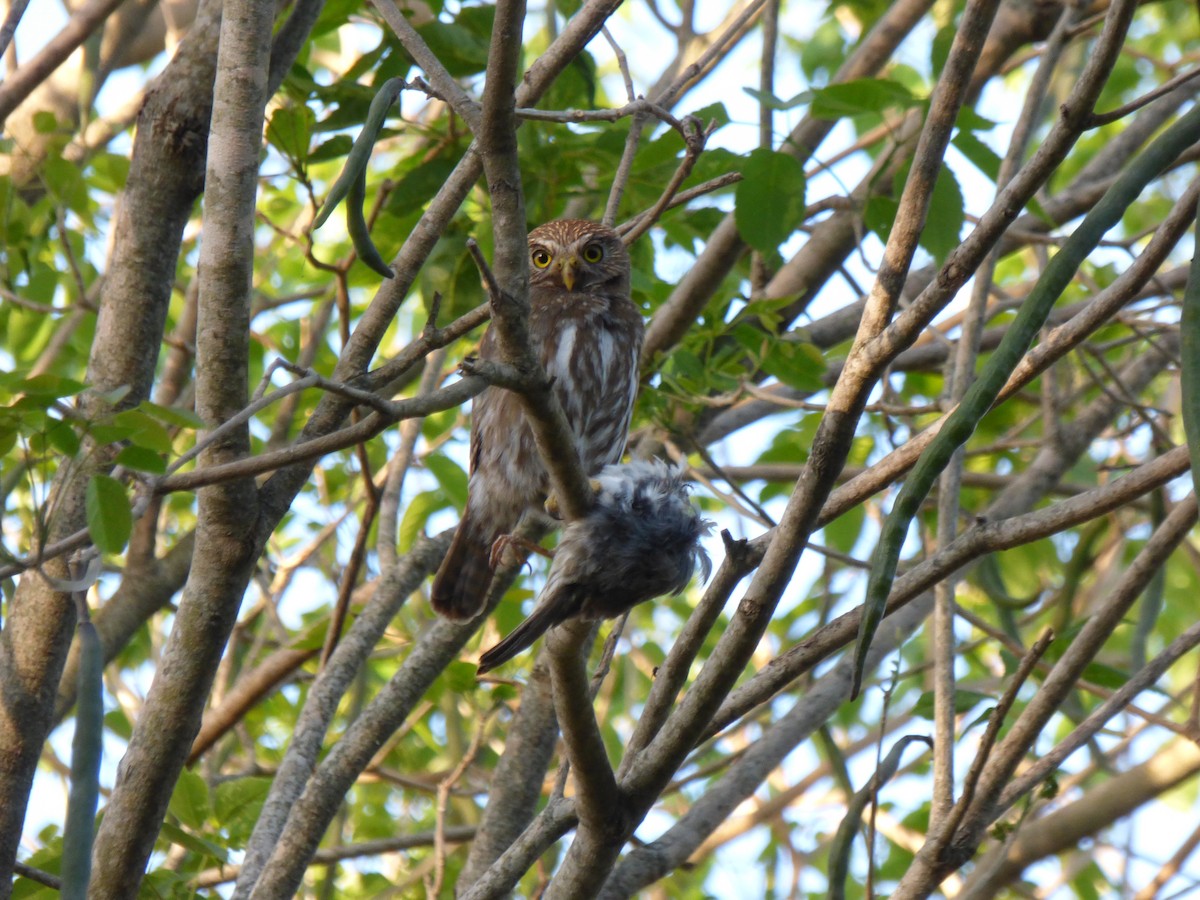 Ferruginous Pygmy-Owl - ML501675421