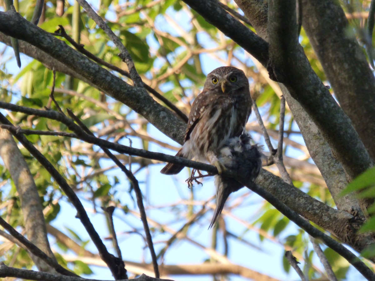 Ferruginous Pygmy-Owl - Pablo Hernan Capovilla