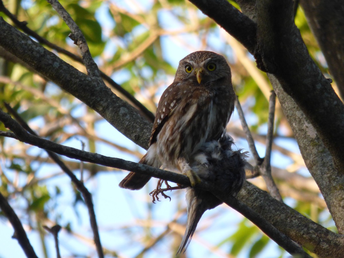 Ferruginous Pygmy-Owl - ML501675601