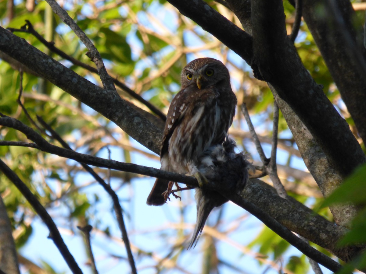 Ferruginous Pygmy-Owl - ML501675611