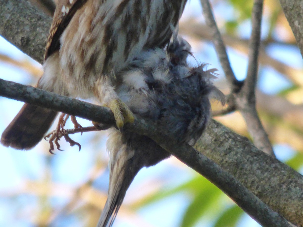 Ferruginous Pygmy-Owl - ML501675711