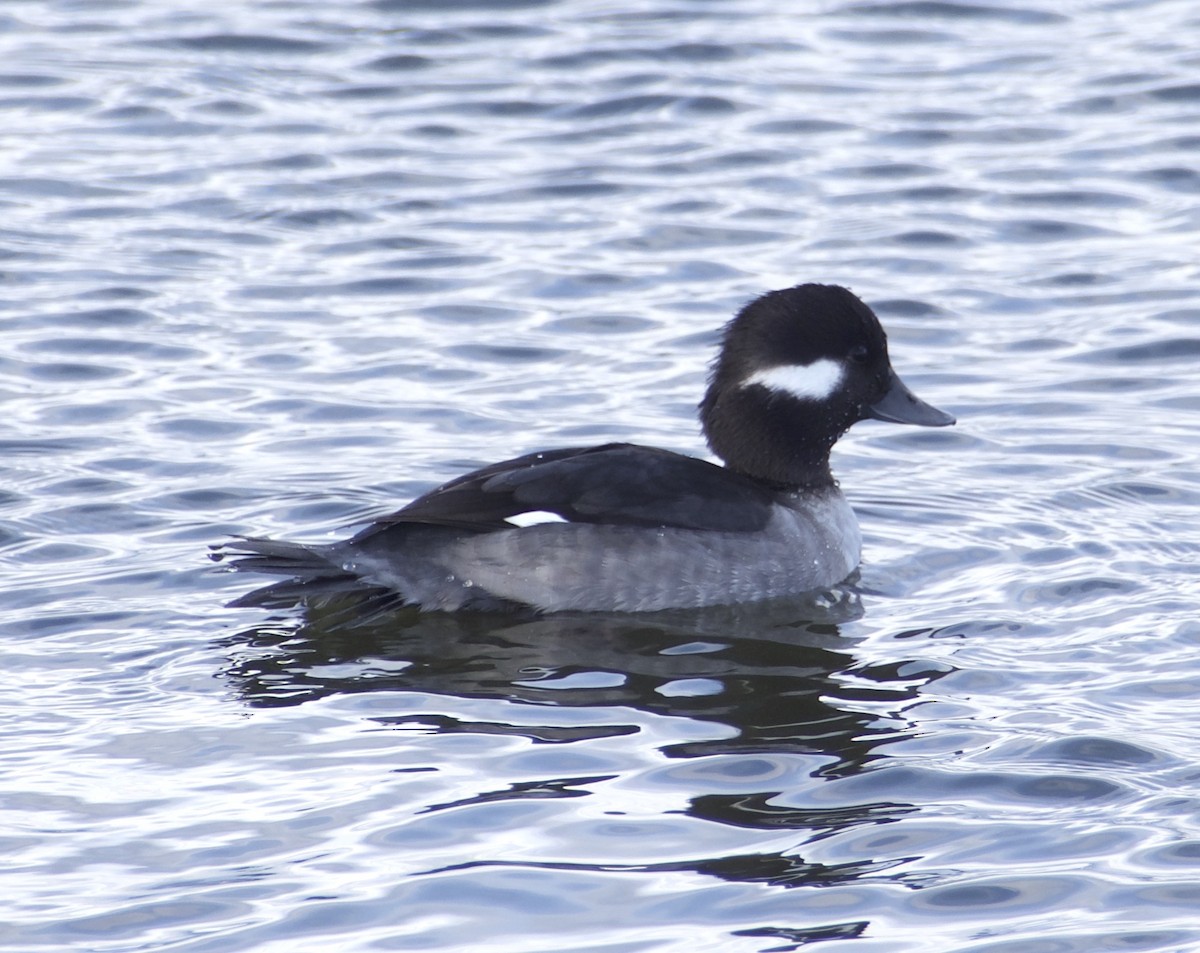 Bufflehead - ML501676781