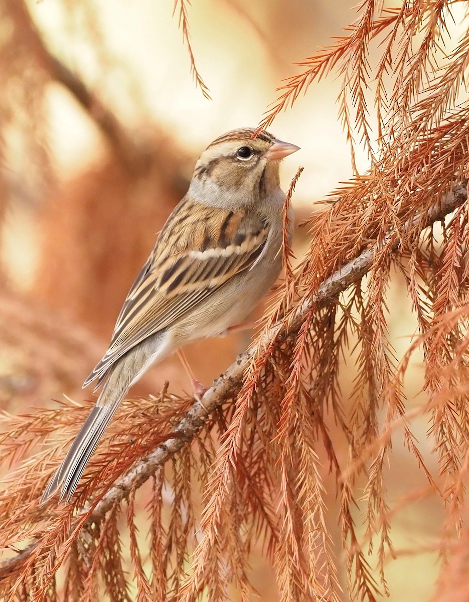 Chipping Sparrow - ML501677011