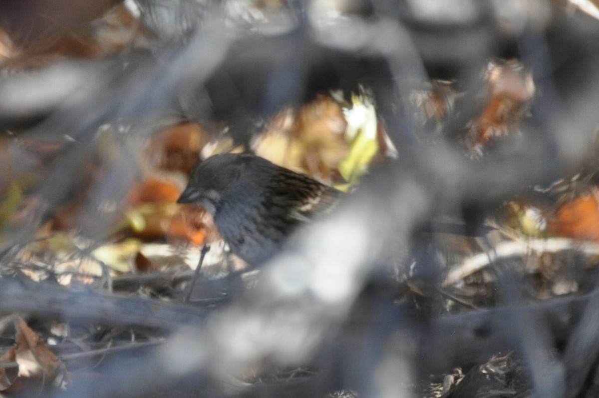 White-throated Sparrow - ML501677171