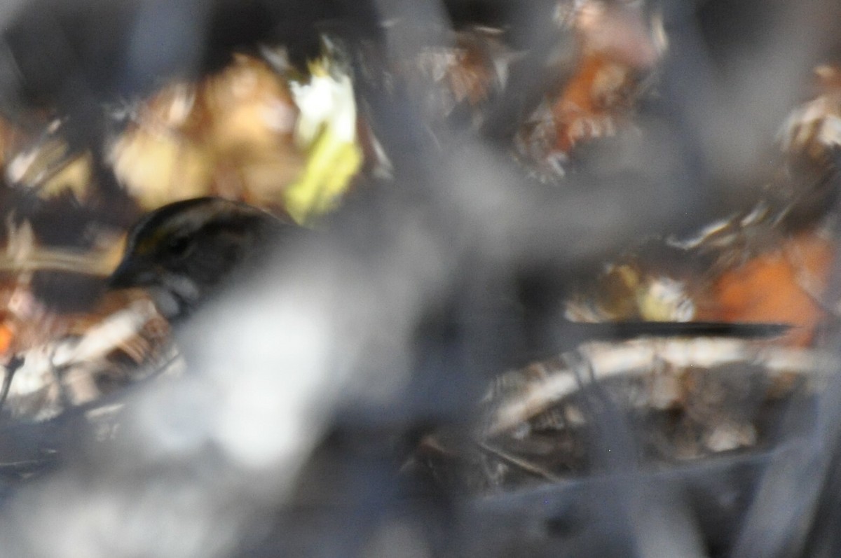 White-throated Sparrow - Jordan Cochran