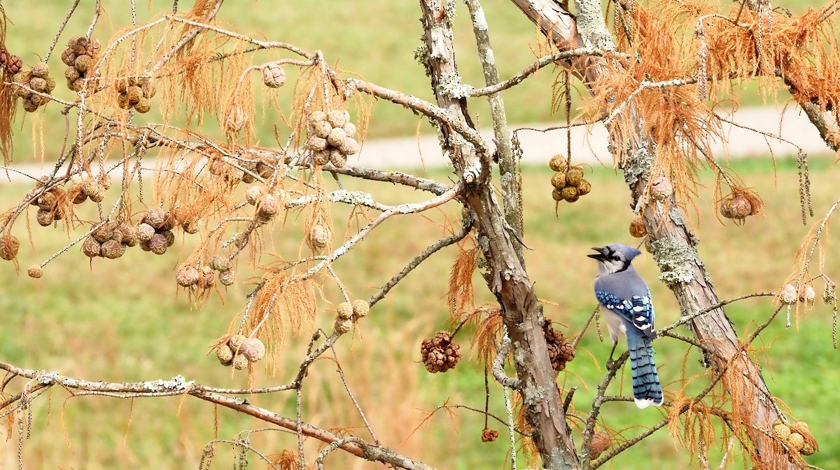 Blue Jay - ML501677791