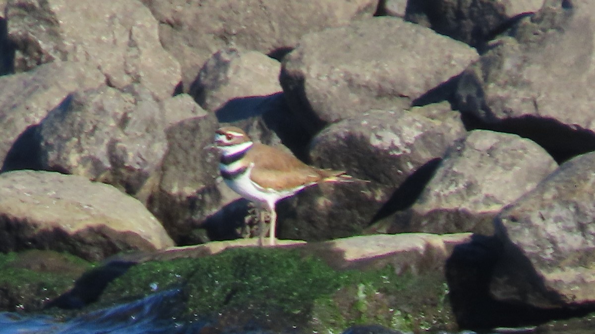 Killdeer - ML501679801