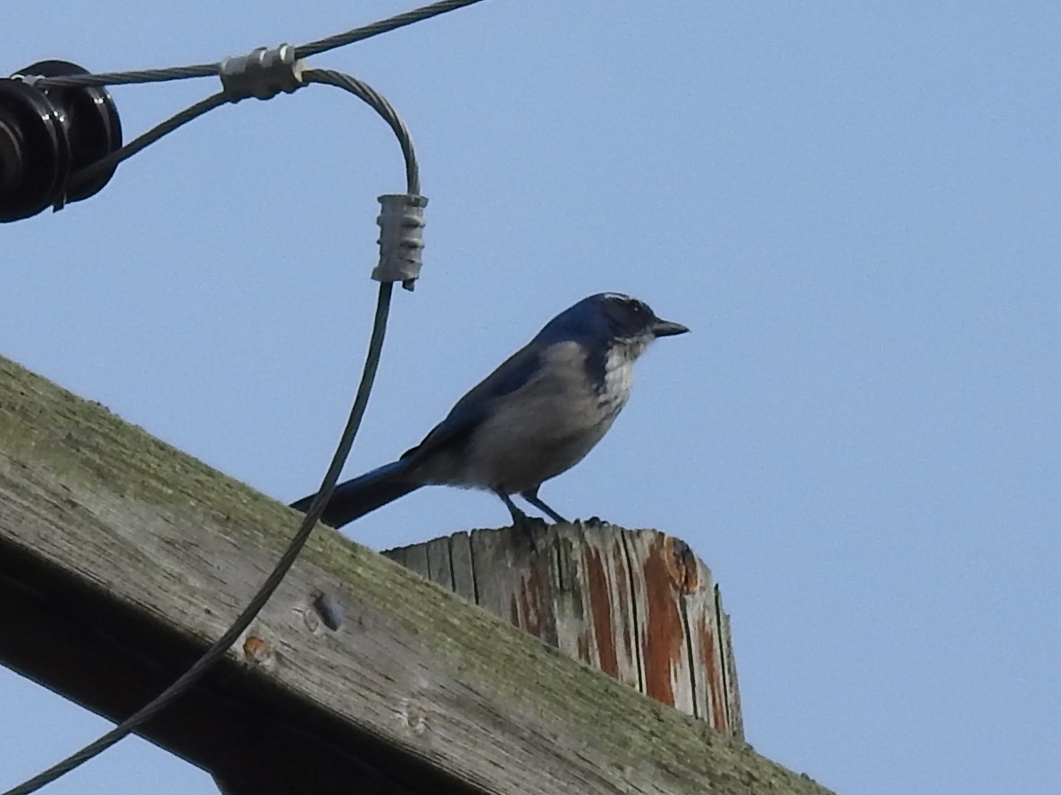 カリフォルニアカケス - ML501680071