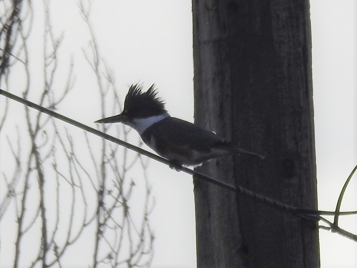Belted Kingfisher - ML501680111