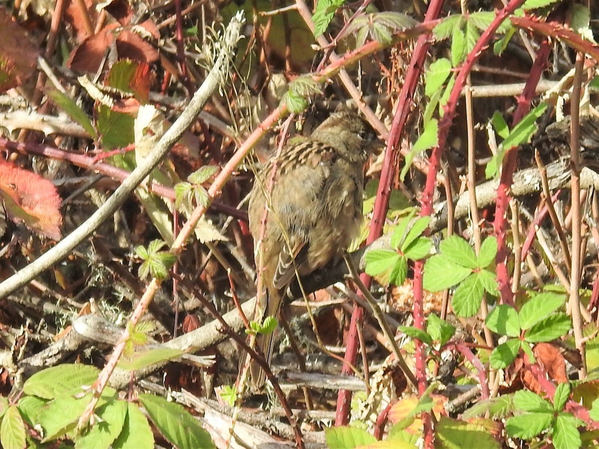 Golden-crowned Sparrow - ML501680121