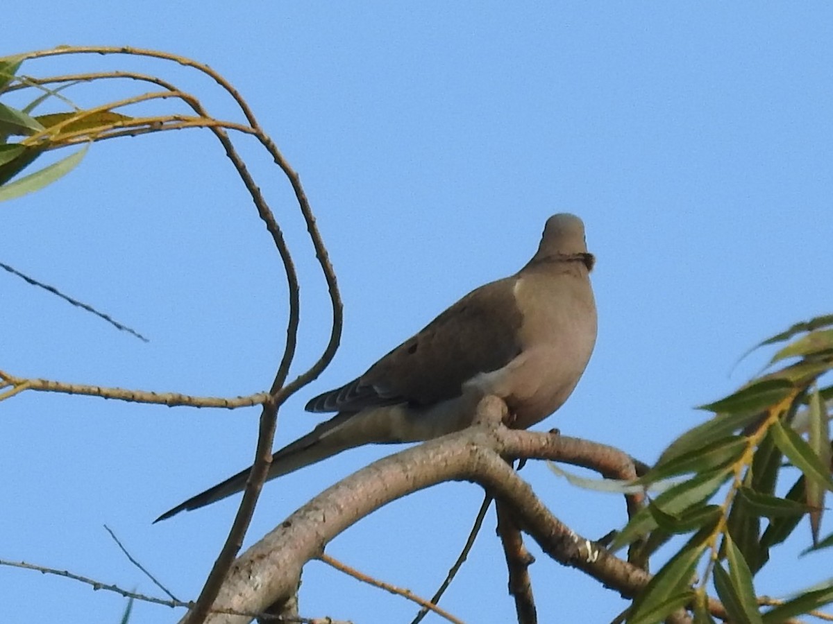 תורית אמריקנית - ML501680741