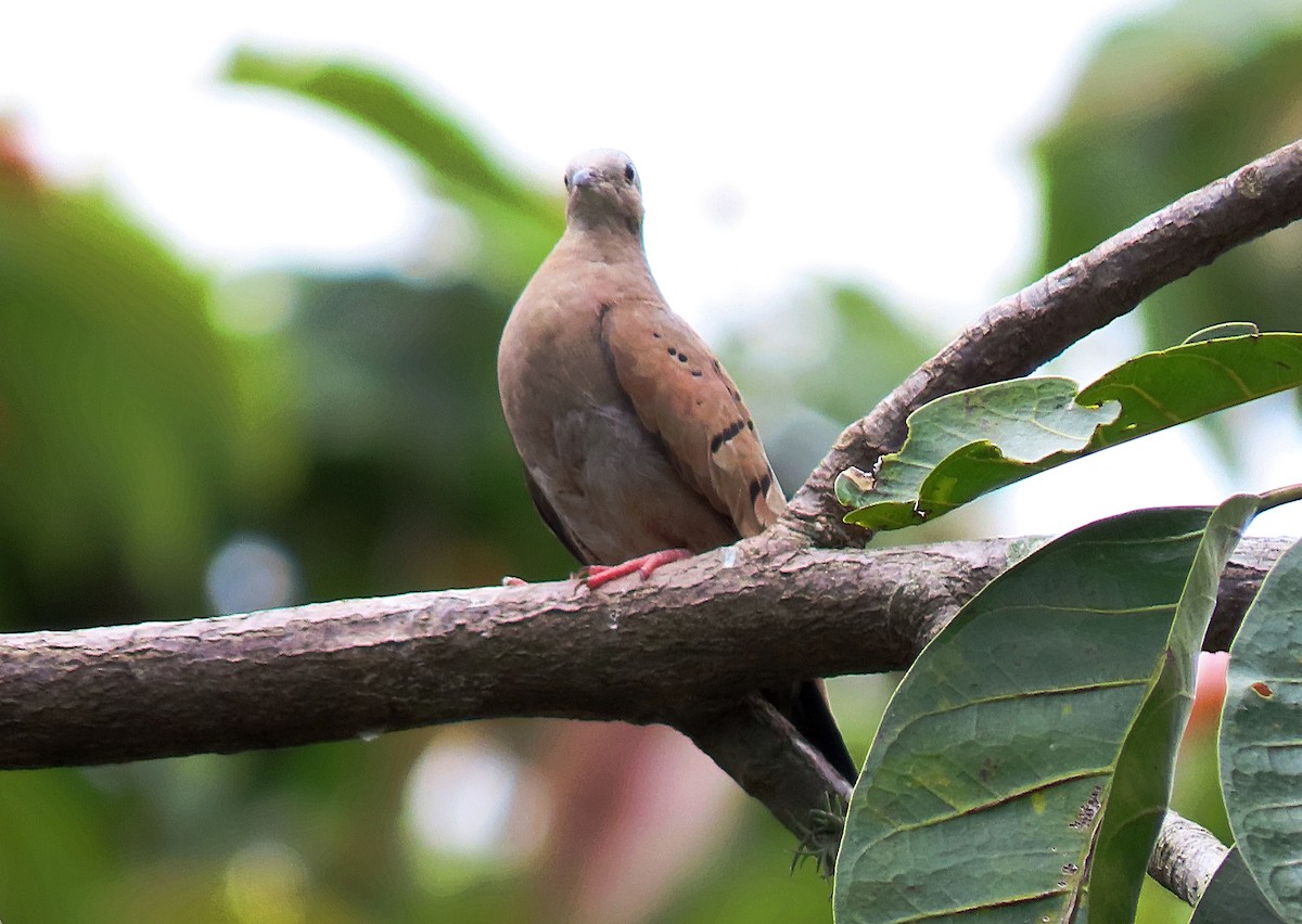 Ruddy Ground Dove - Manuel Pérez R.