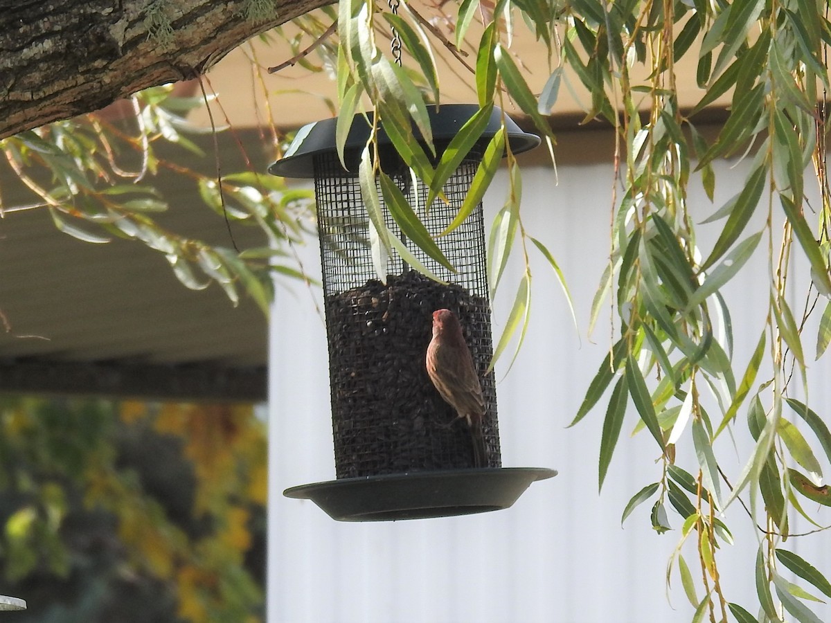 Чечевиця садова - ML501680921