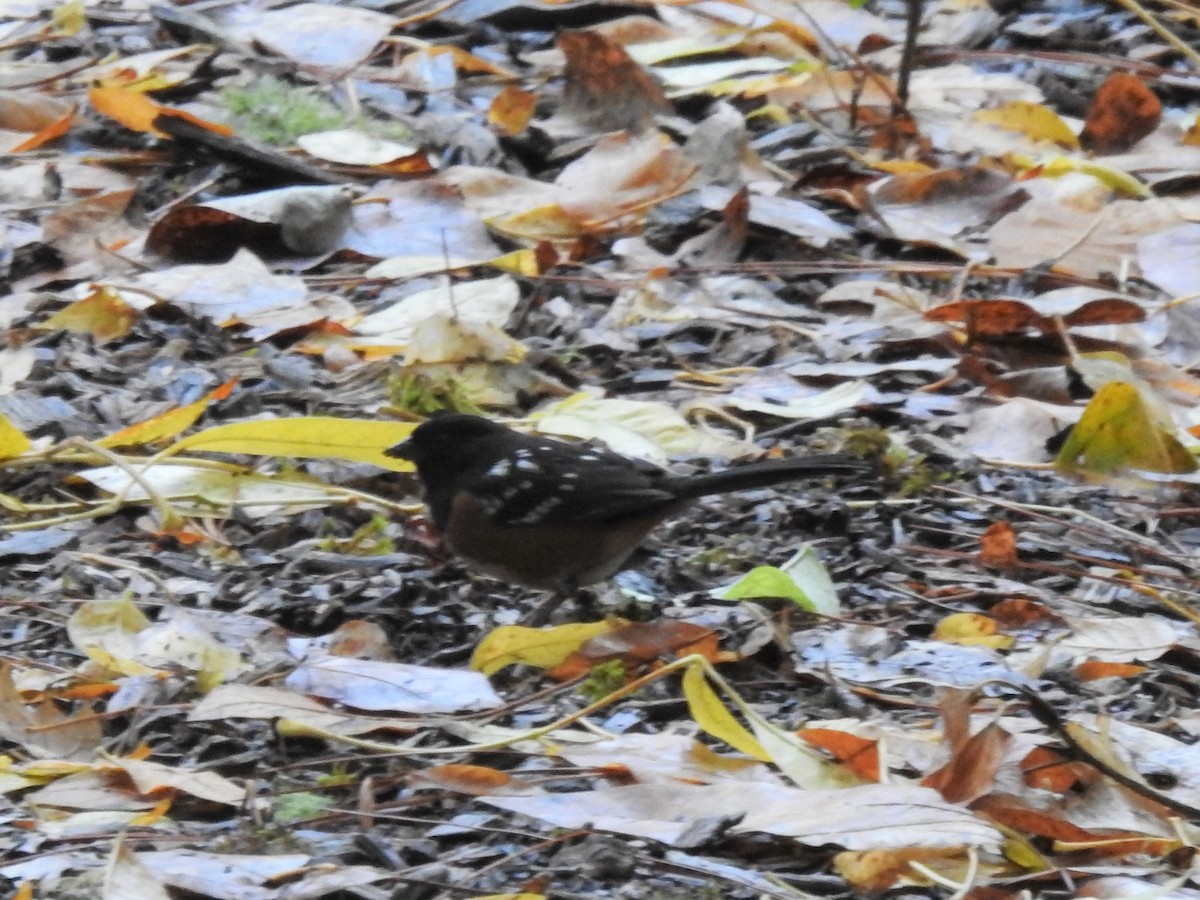 Spotted Towhee - Erik Bergman