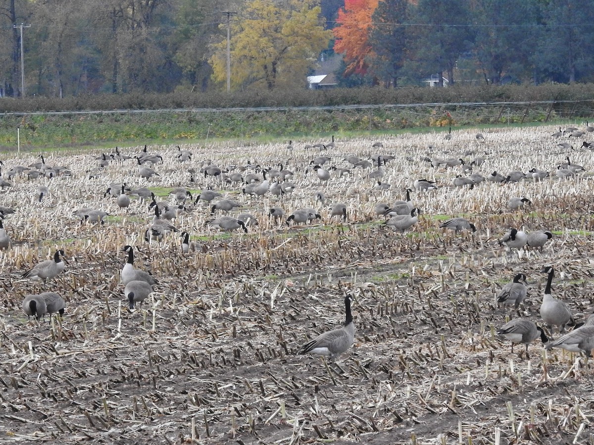 Canada Goose - ML501681371