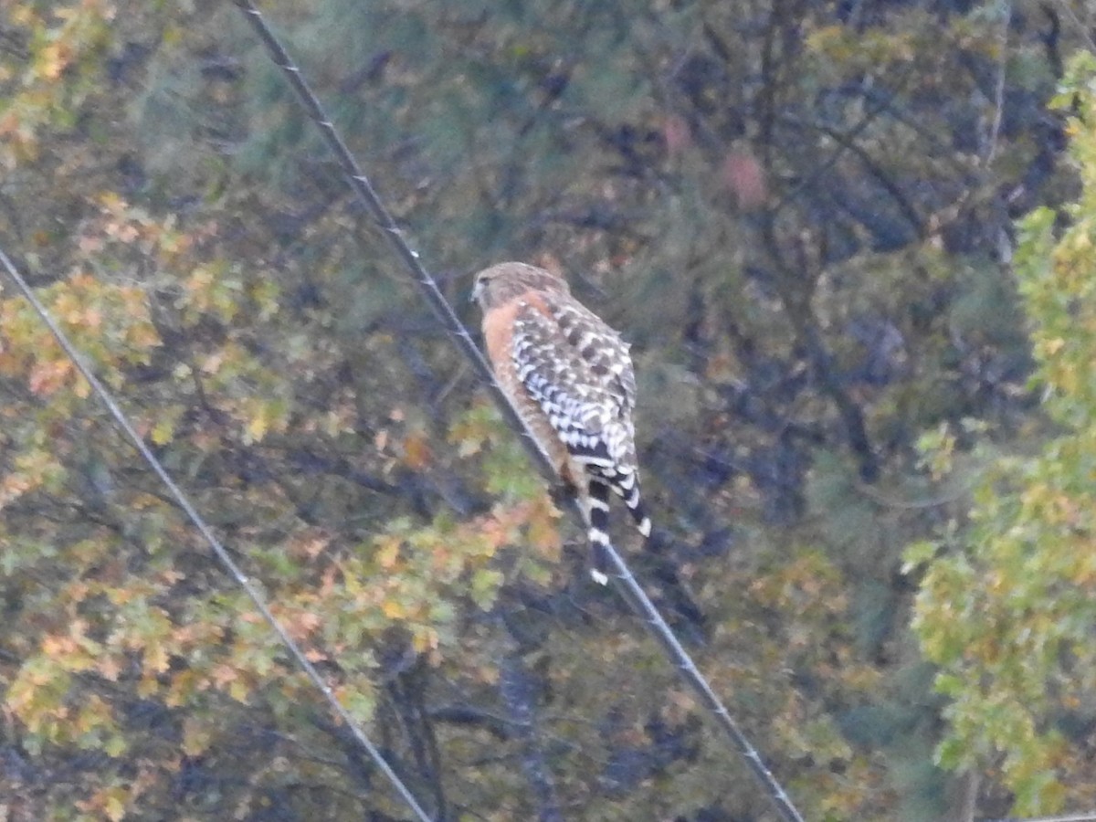 Red-shouldered Hawk - ML501681401