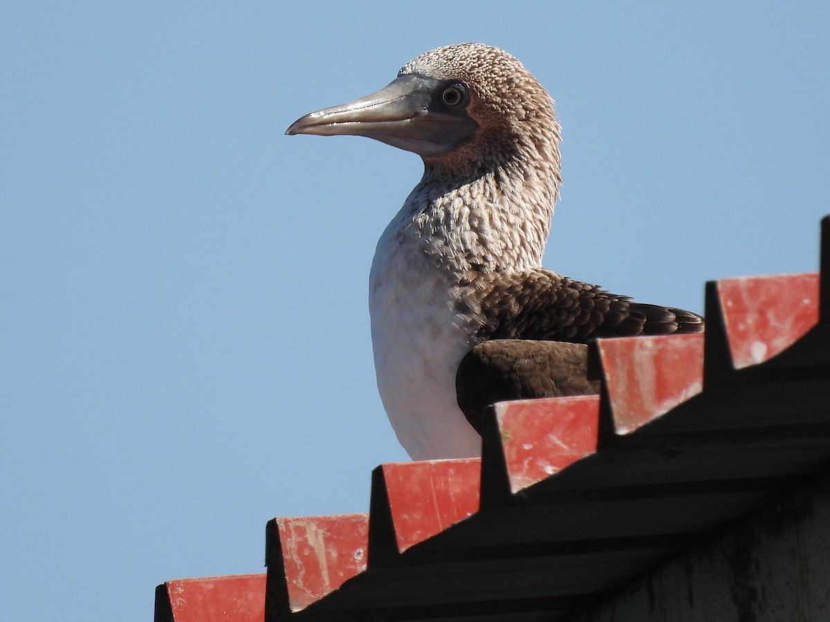 Blue-footed Booby - ML501683471