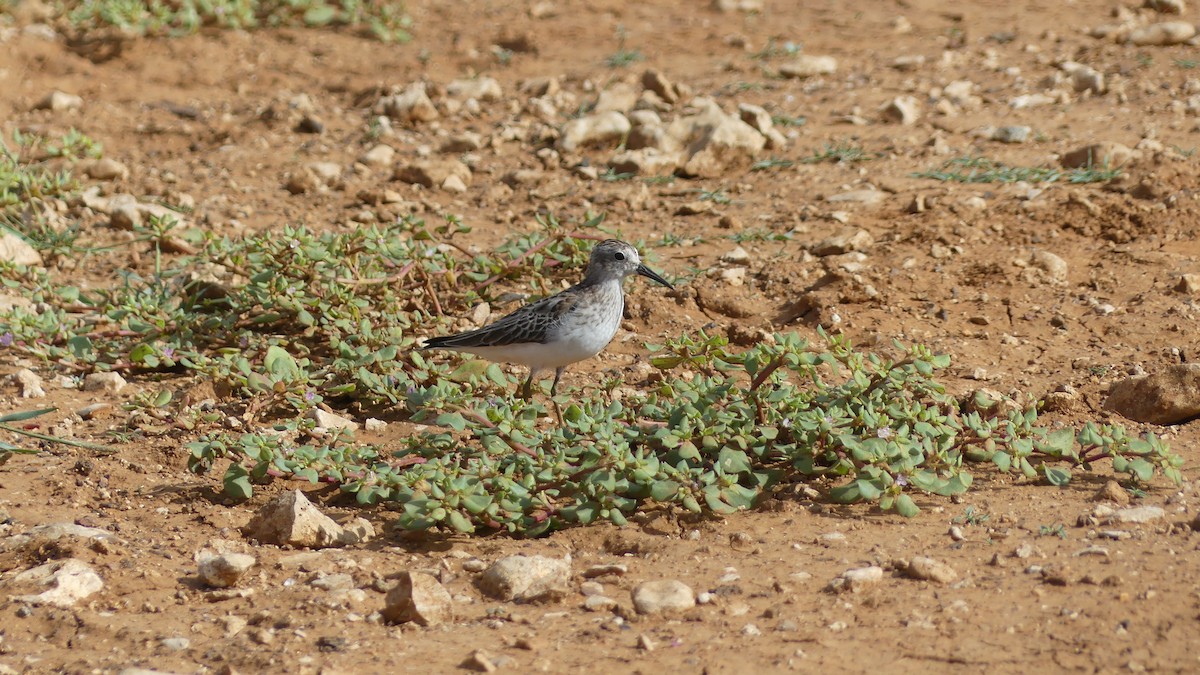 White-rumped Sandpiper - Sarah Smith