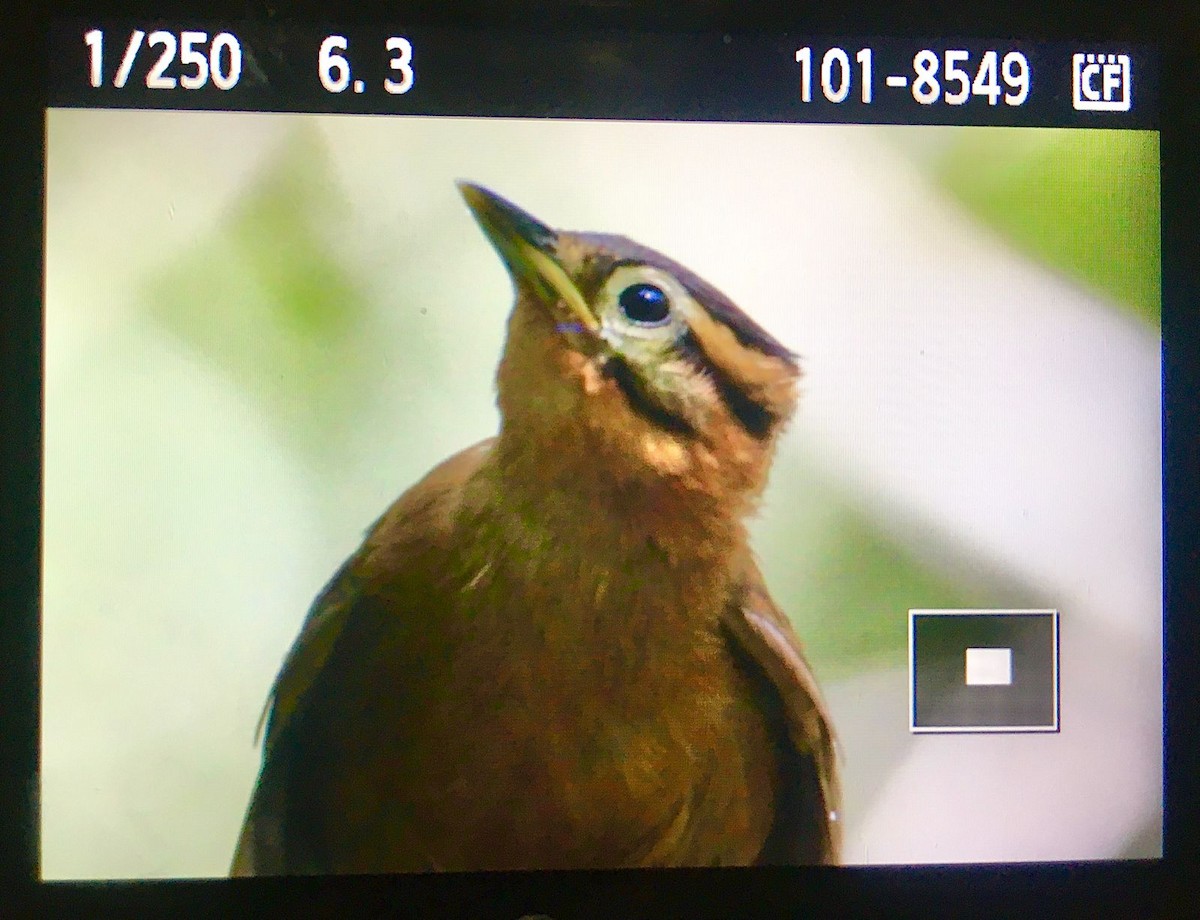 Black-capped Foliage-gleaner - Marcos E. Sosa