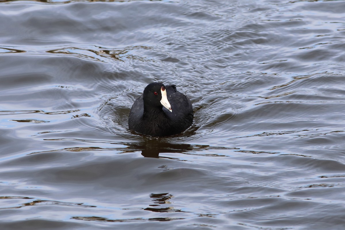 American Coot - ML501685281