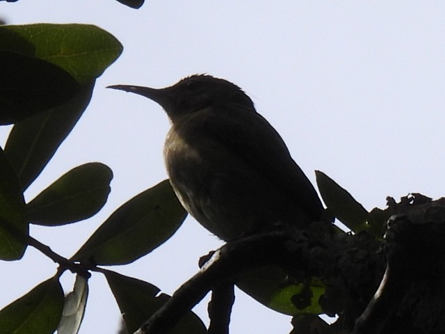 Red-legged Honeycreeper - ML501686021