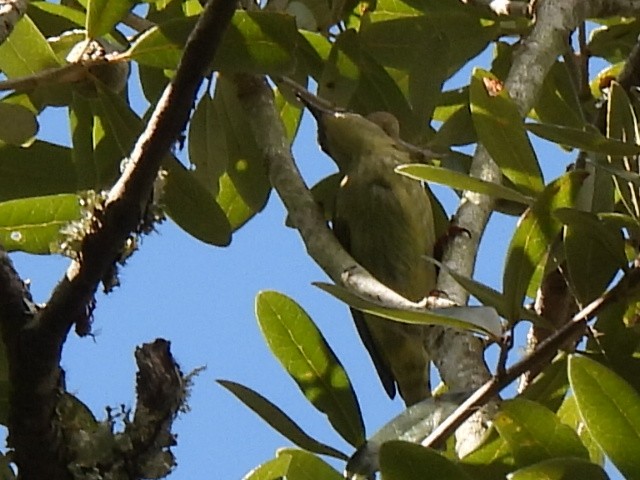 Red-legged Honeycreeper - ML501686201