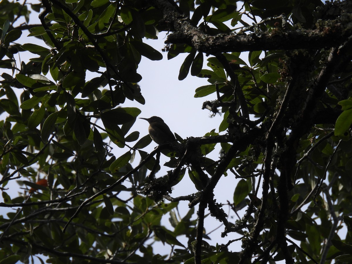 Red-legged Honeycreeper - ML501686761