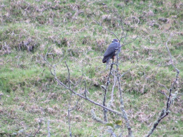 Band-tailed Pigeon - ML50168691