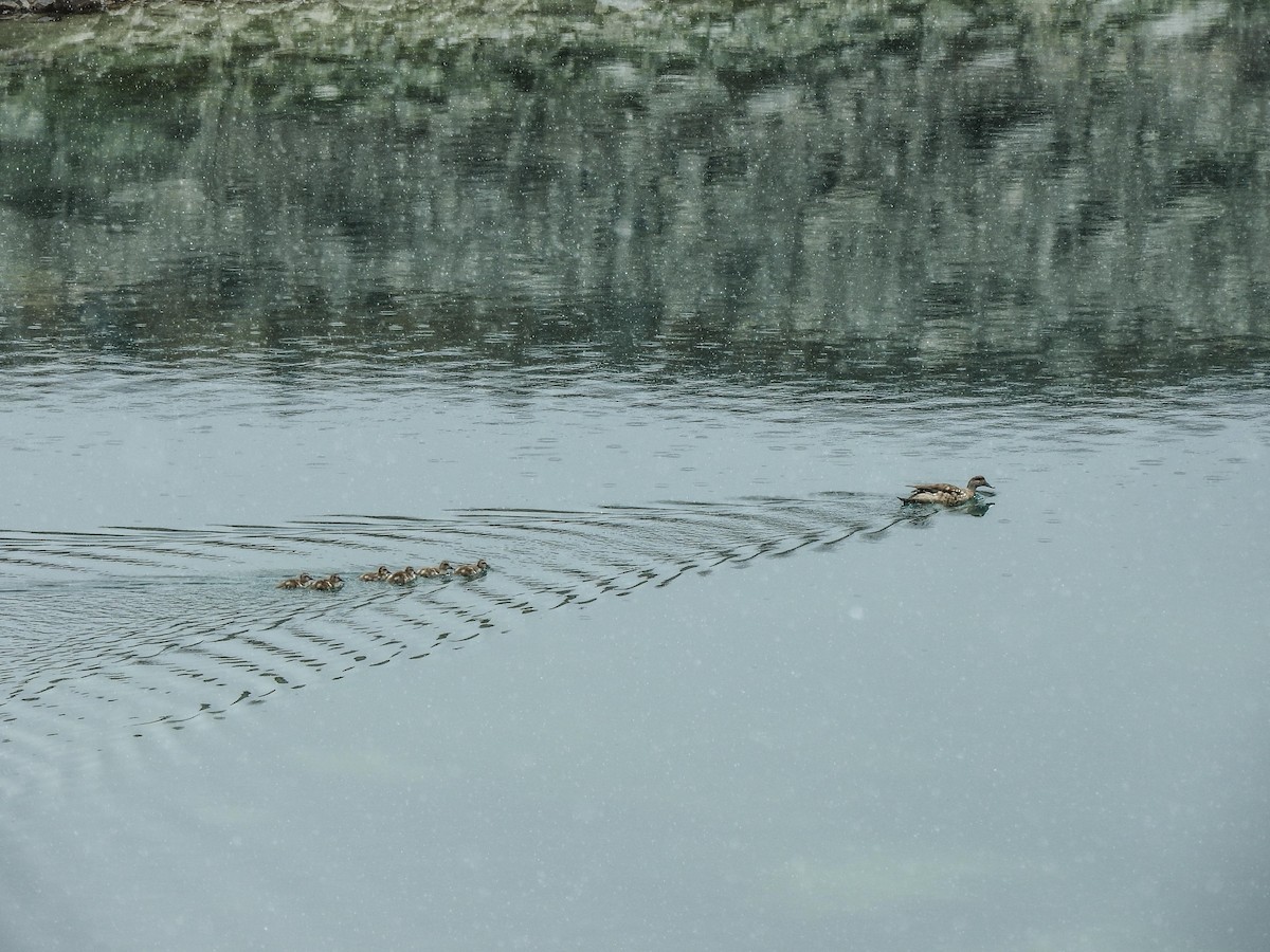 Canard huppé - ML501687001