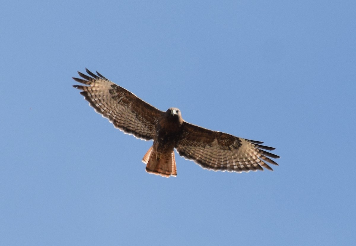 Red-tailed Hawk (calurus/alascensis) - ML501688311