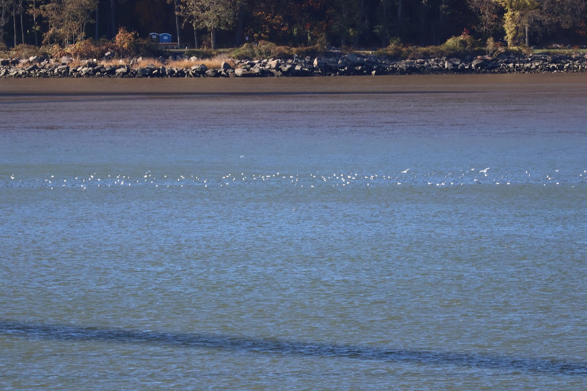 Bonaparte's Gull - ML501688541